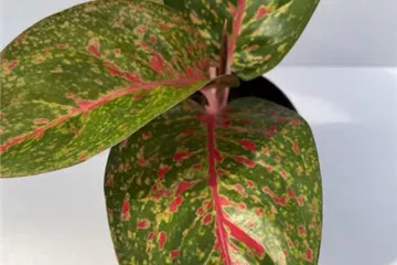 Aglaonema Star Dust