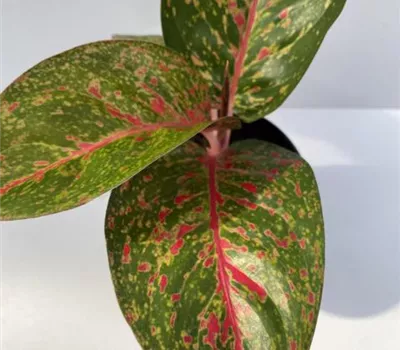 Aglaonema Star Dust