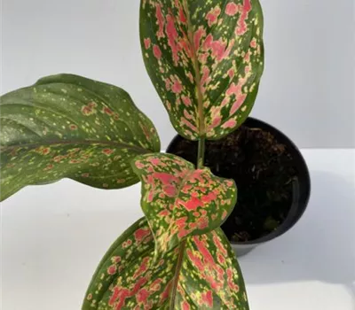 Aglaonema Venus