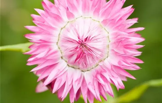 Helichrysum bracteatum, rosa