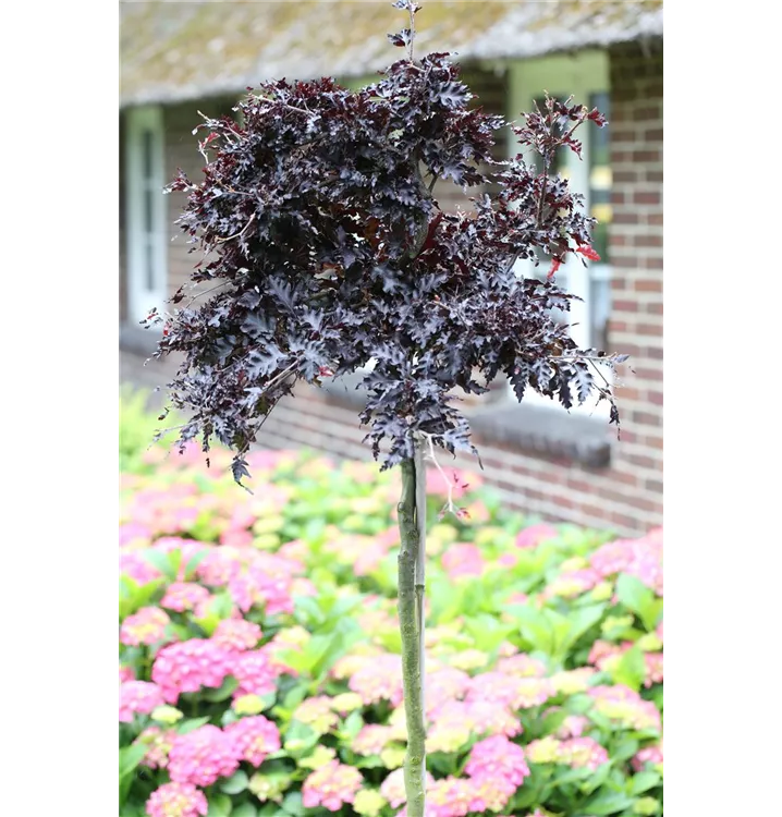 Fagus sylvatica 'Rohan Weeping'