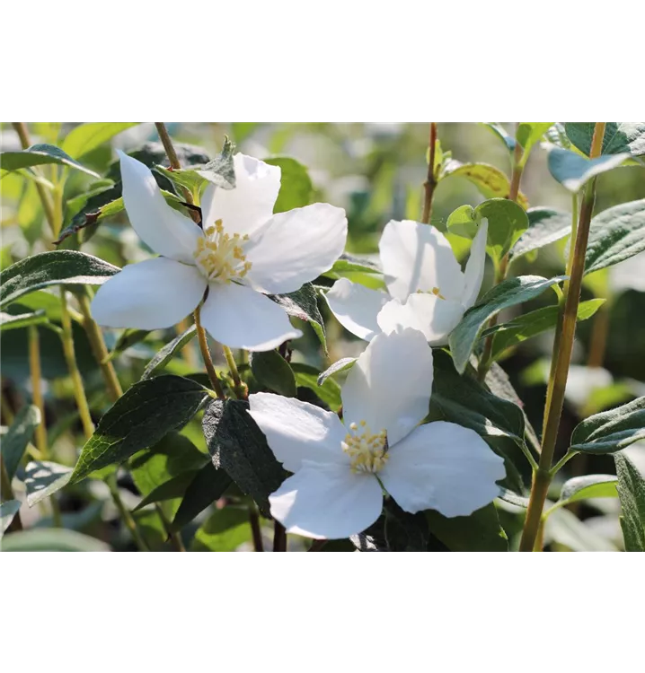 Philadelphus Fl´Aroma® 'Glorius Odor'