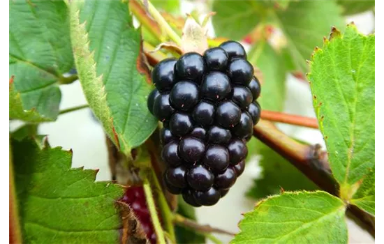 Rubus fruticosus 'Navaho Summerlong'®