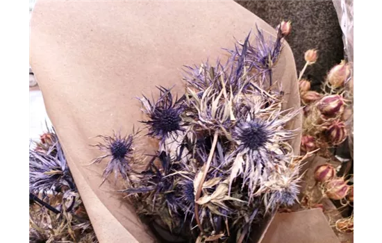 Eryngium blue star natur