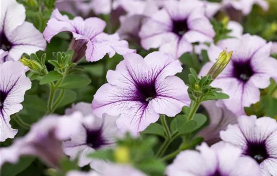 Petunia 'Famous White Blue Vein'