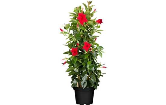 Mandevilla sanderi, Pyramide, rot