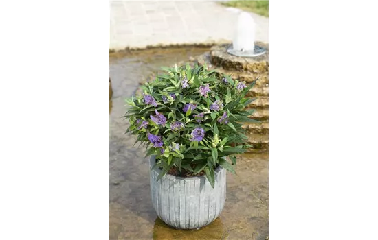 Buddleja davidii 'Summer Lounge'® 'Purple Lion' (S)