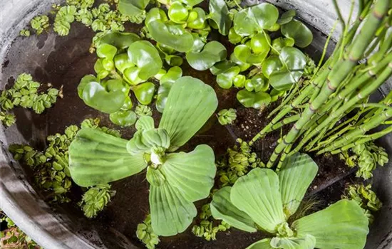 Beliebte Wasserpflanzen für einen naturnahen Teich im Garten