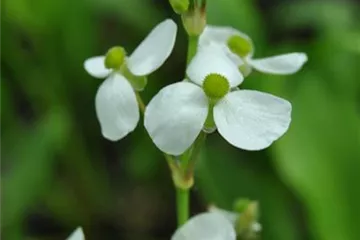 Alisma parviflora