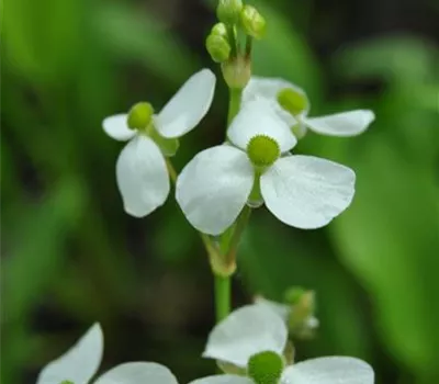 Alisma parviflora