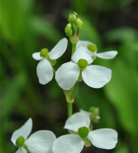 Alisma parviflora