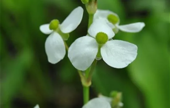 Alisma parviflora