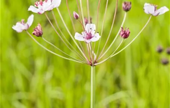 Butomus umbellatus