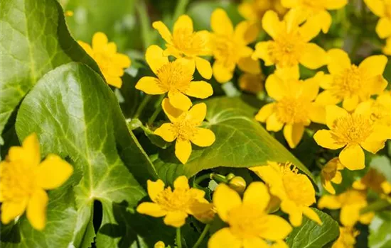 Caltha palustris