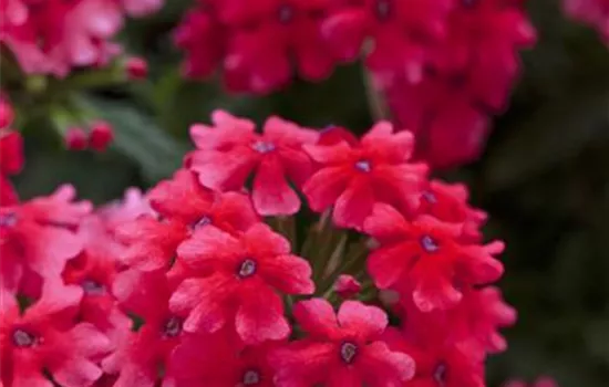 Verbena Vepita™ 'Hot Pink'