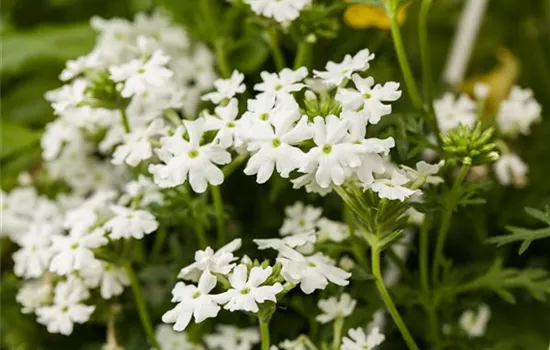 Verbena aufrecht, weiß