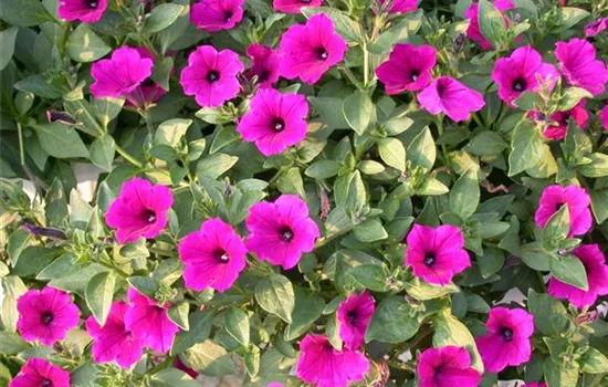 Petunia 'Surfinia Purple'