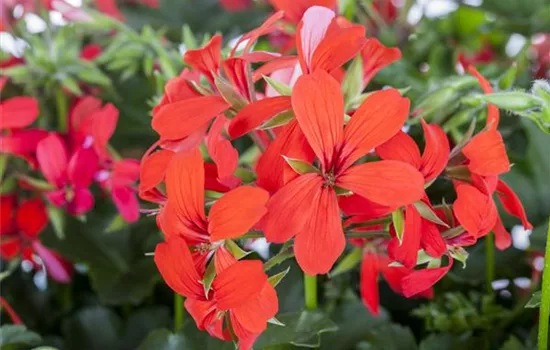 Pelargonium peltatum 'Balcon Red'