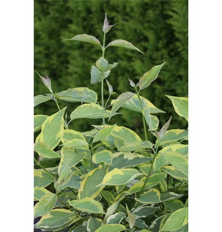 Cornus alba 'Gouchaultii'