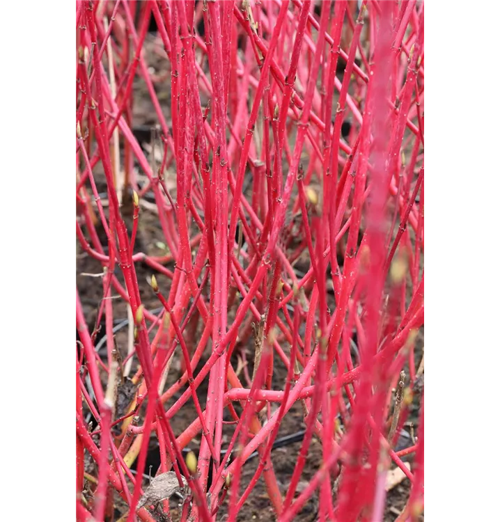 Cornus alba 'Sibirica'