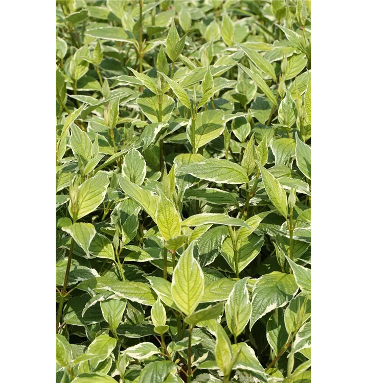 Cornus alba 'Sibirica Variegata'