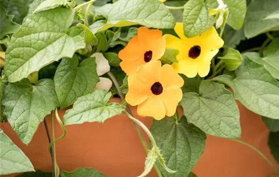 Thunbergia alata, goldgelb