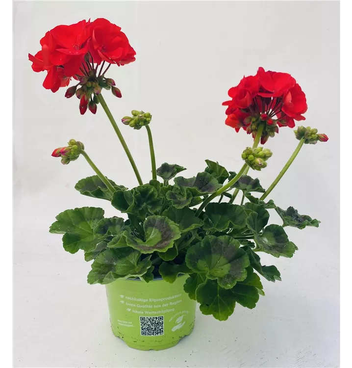 Zonal-Pelargonie 'Sunrise® Fernando'