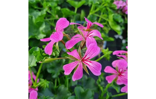 Pelargonium peltatum 'Balcon Lilac'