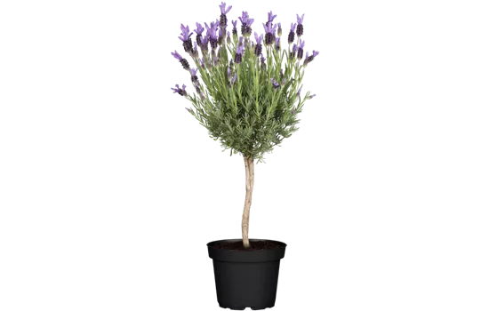 Lavandula stoechas, Stamm