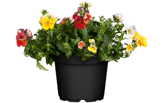 Nemesia SUNSATIA™ TrioMio™ 'Little Alegria'