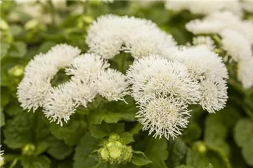 Ageratum houstonianum, weiß