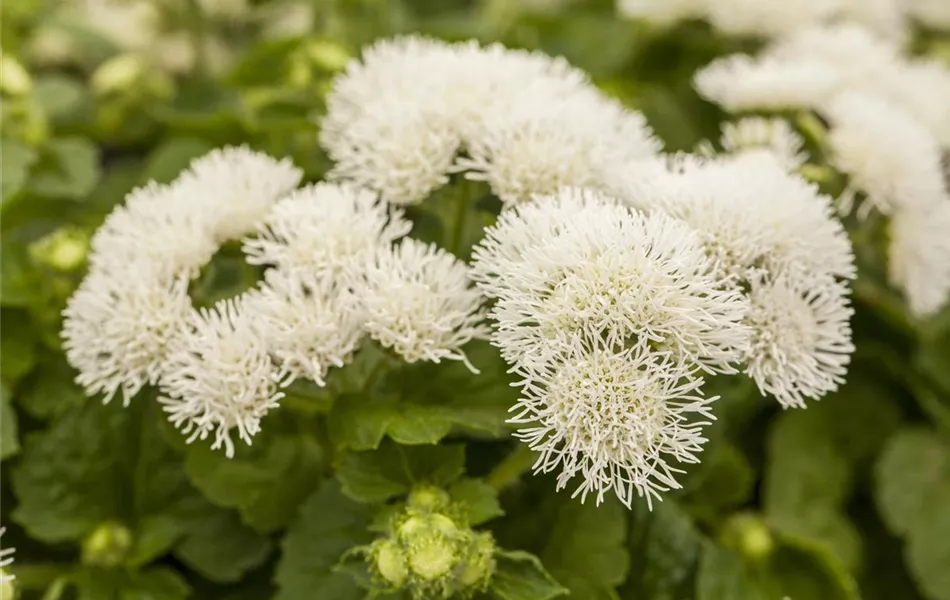 Ageratum houstonianum, weiß