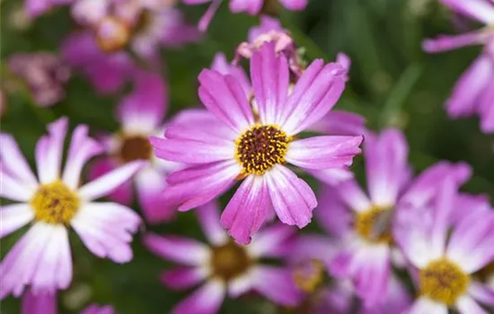 Coreopsis rosea 'American Dream'