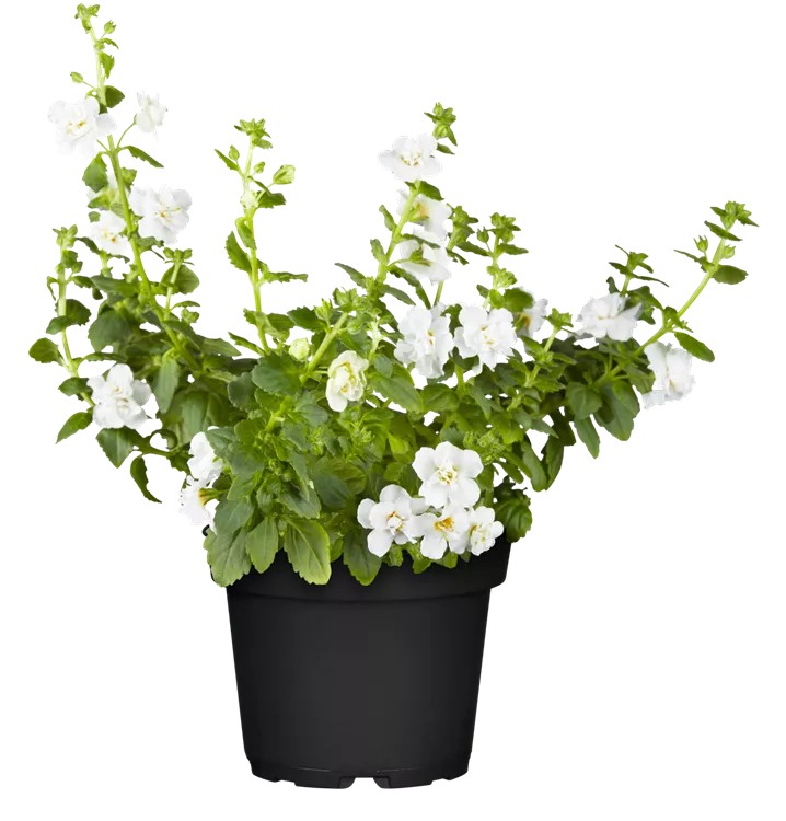 Herzblatt-Schneeflockenblume 'Cabana® White'