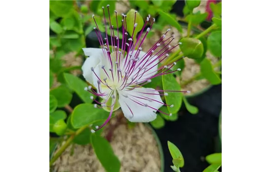 Capparis spinosa