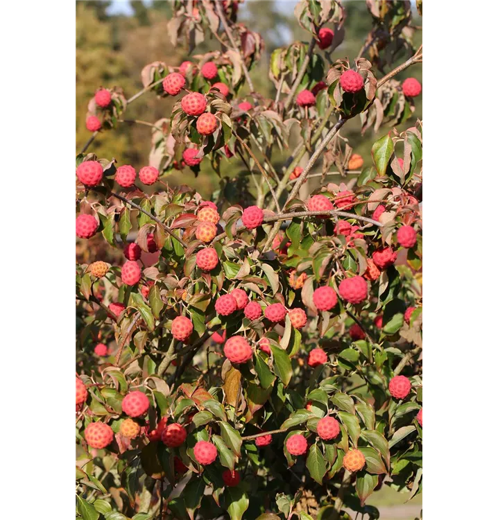 Cornus kousa 'Cappucino'