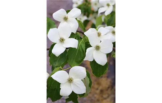 Japanischer Blumen-Hartriegel 'Claudia'