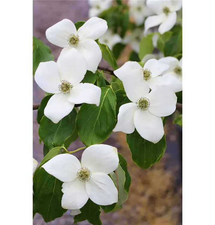 Cornus kousa chinensis 'Claudia'