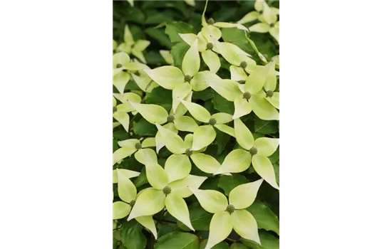 Japanischer Blumen-Hartriegel 'Schmetterling'