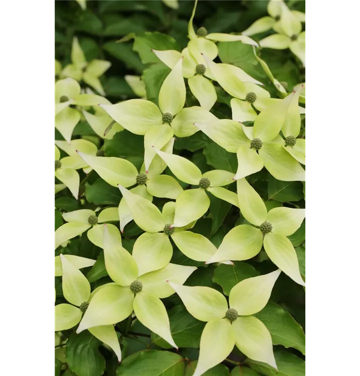 Cornus kousa chinensis 'Schmetterling'