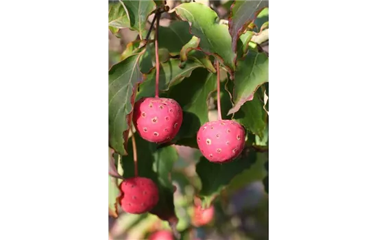 Japanischer Blumen-Hartriegel 'Teutonia'