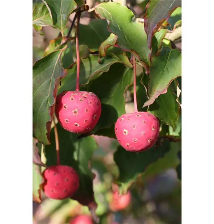 Cornus kousa chinensis 'Teutonia