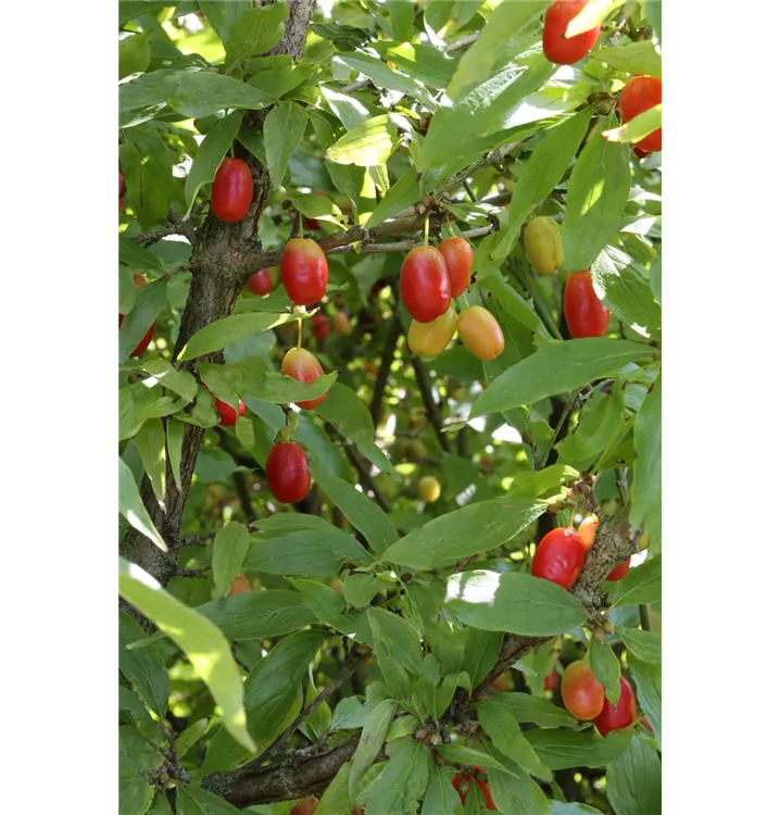 Cornus mas 'Schönberger Gourmet Dirndel'