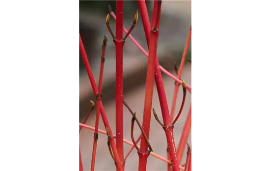 Roter Hartriegel 'Annys Winter Orange'