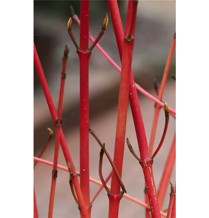 Cornus sanguinea 'Anny's Winter Orange'