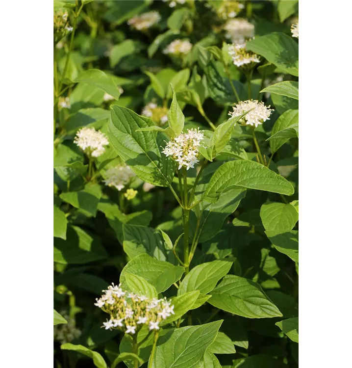 Cornus stolonifera 'Flaviramea'