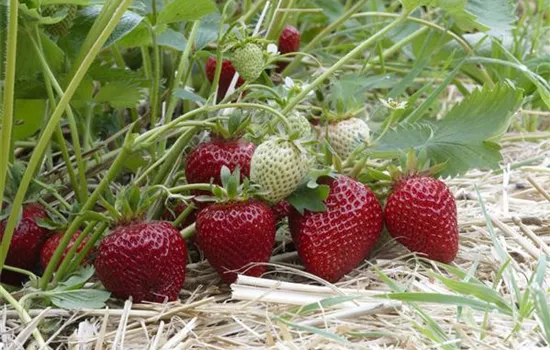 Fragaria x ananassa 'Elvira'