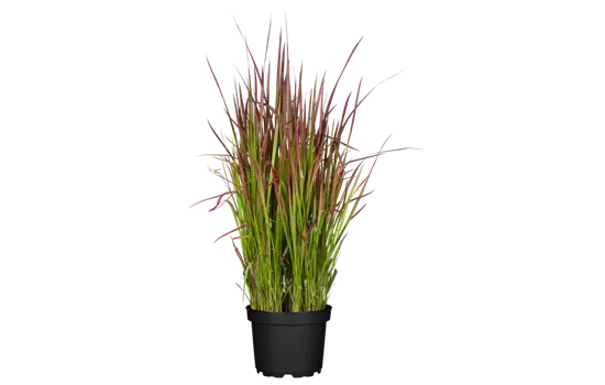 Imperata cylindrica 'Red Baron'