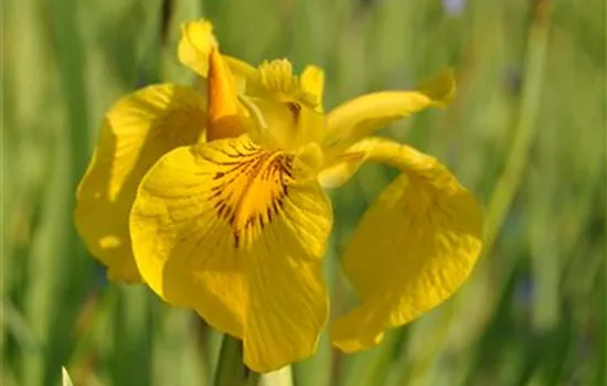 Iris pseudacorus 'Variegata'