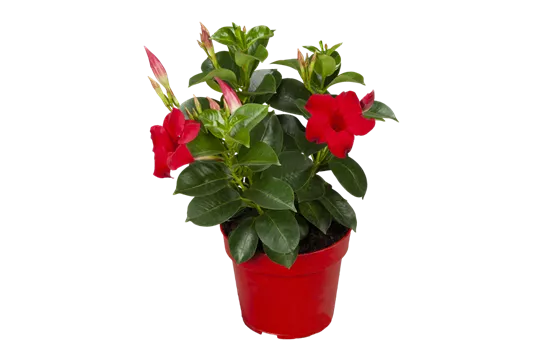 Mandevilla sanderi 'Sundaville® Red'